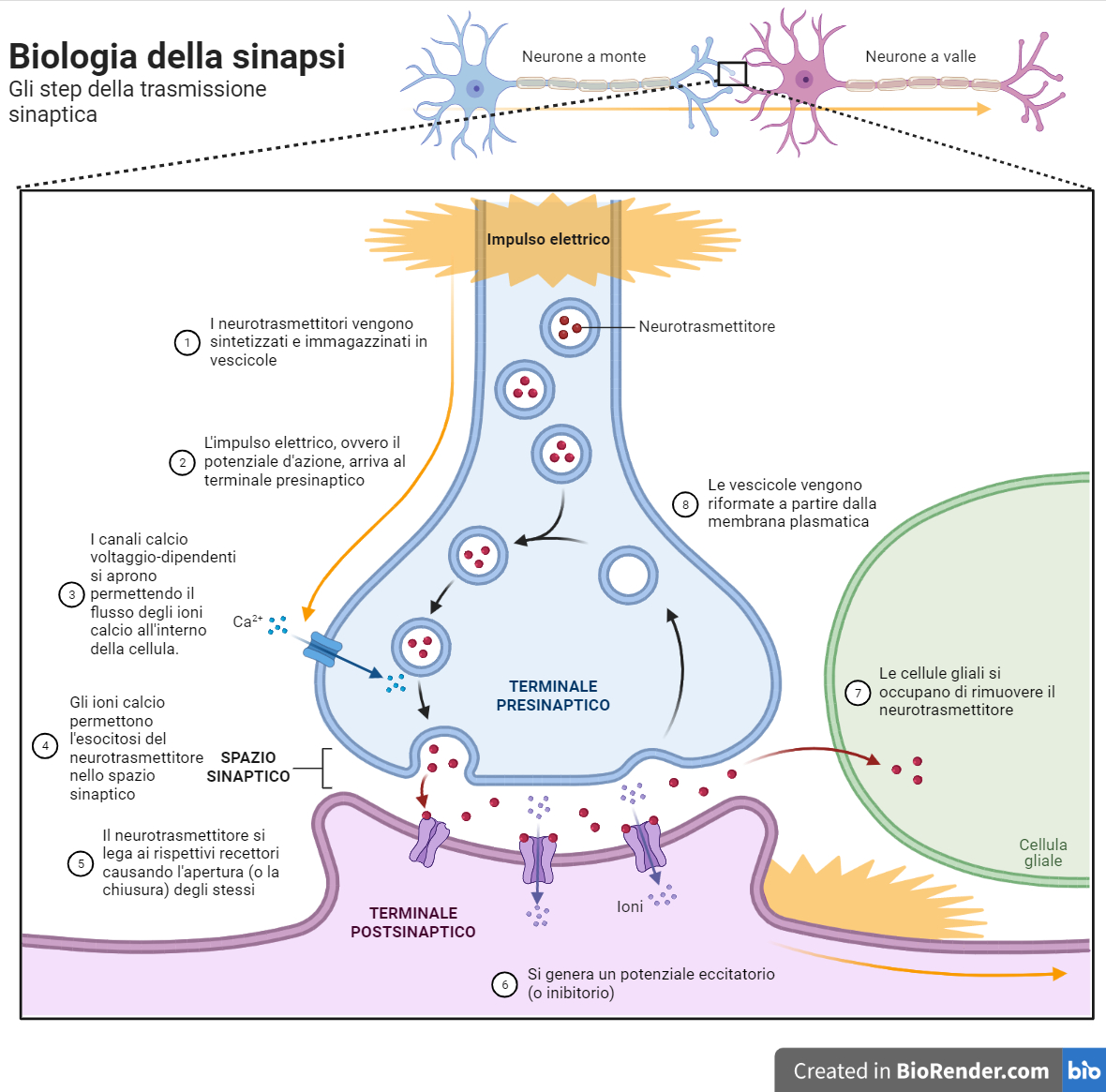 Diagramma Sinapsi Diagramma Sinapsi
