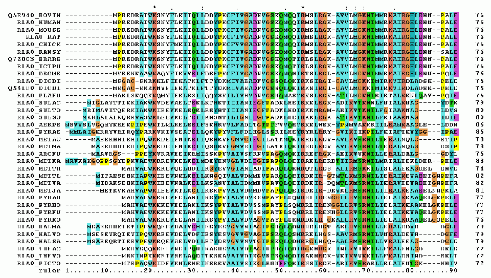 RPLP0_90_ClustalW_aln