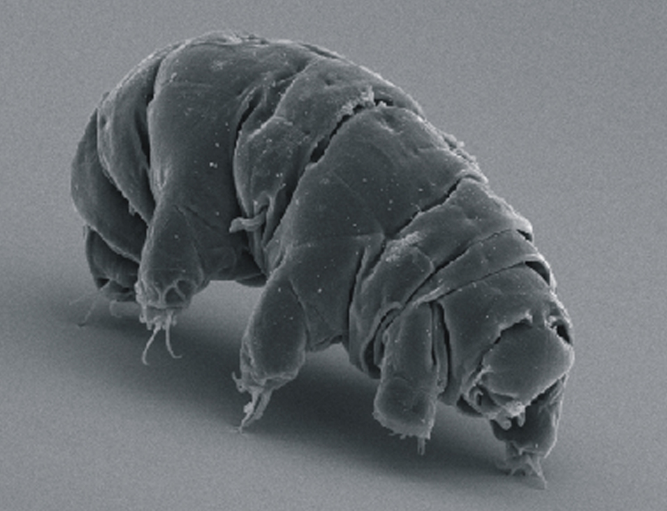 SEM_image_of_Milnesium_tardigradum_in_active_state_-_journal.pone.0045682.g001-2