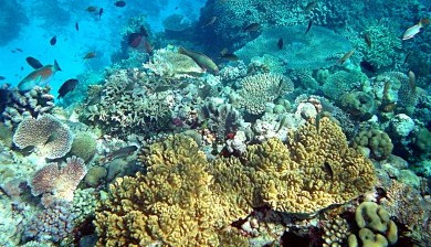 Coral_reefs_in_papua_new_guinea