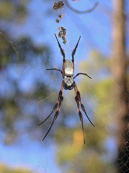 Nephila edulis