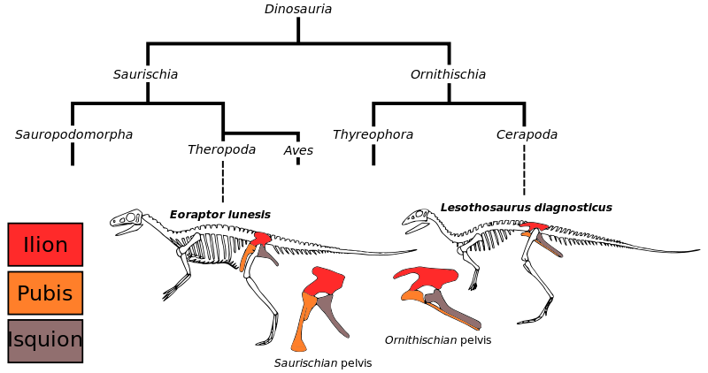 800px-Saurischian_&_Ornithischian_pelvis_bone_modification_w-_selected_species_of_Dinosauria.svg