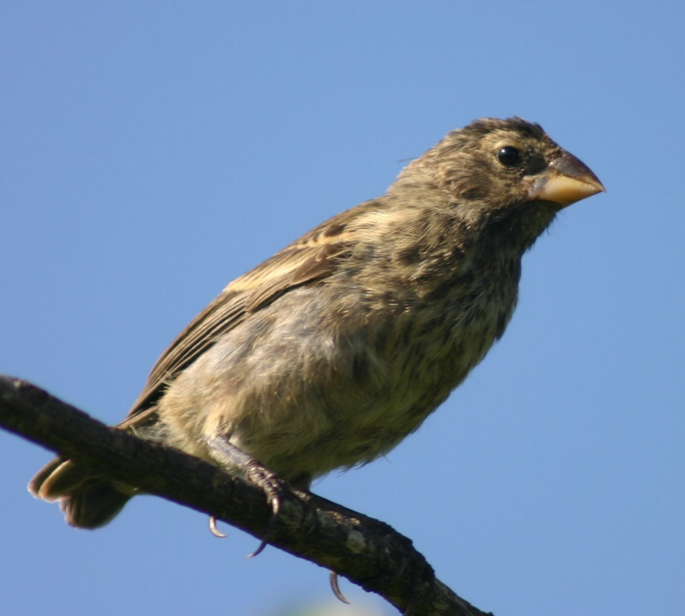 Female_Galápagos_medium_ground_finch